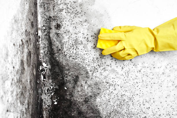 Best Industrial Mold Remediation in Chouteau, OK