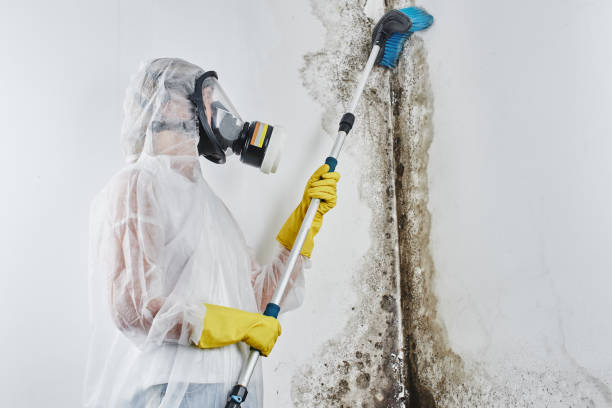 Best DIY Mold Remediation Support Services in Chouteau, OK