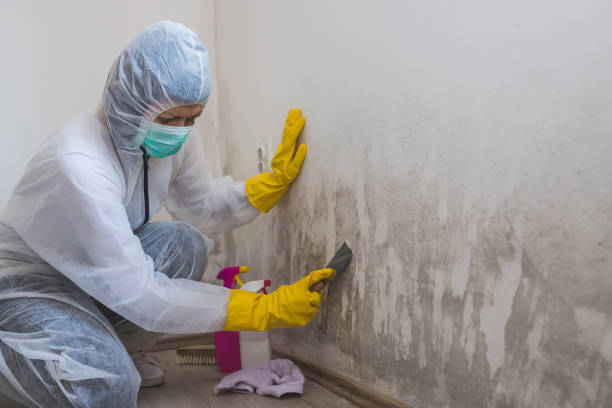 Best Emergency Mold Remediation in Chouteau, OK