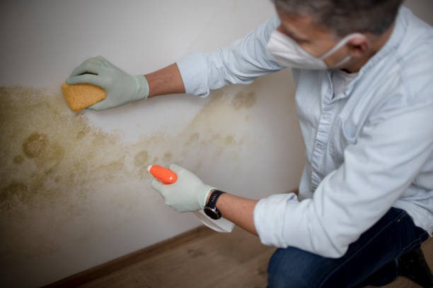 Best Residential Mold Remediation in Chouteau, OK