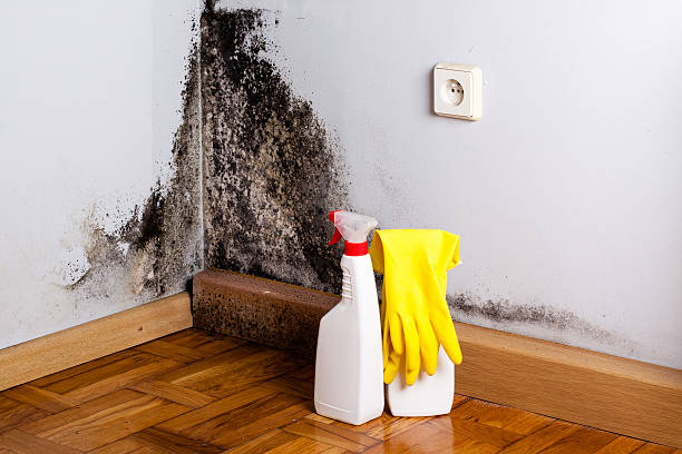 Best Mold Remediation for Specific Building Types in Chouteau, OK